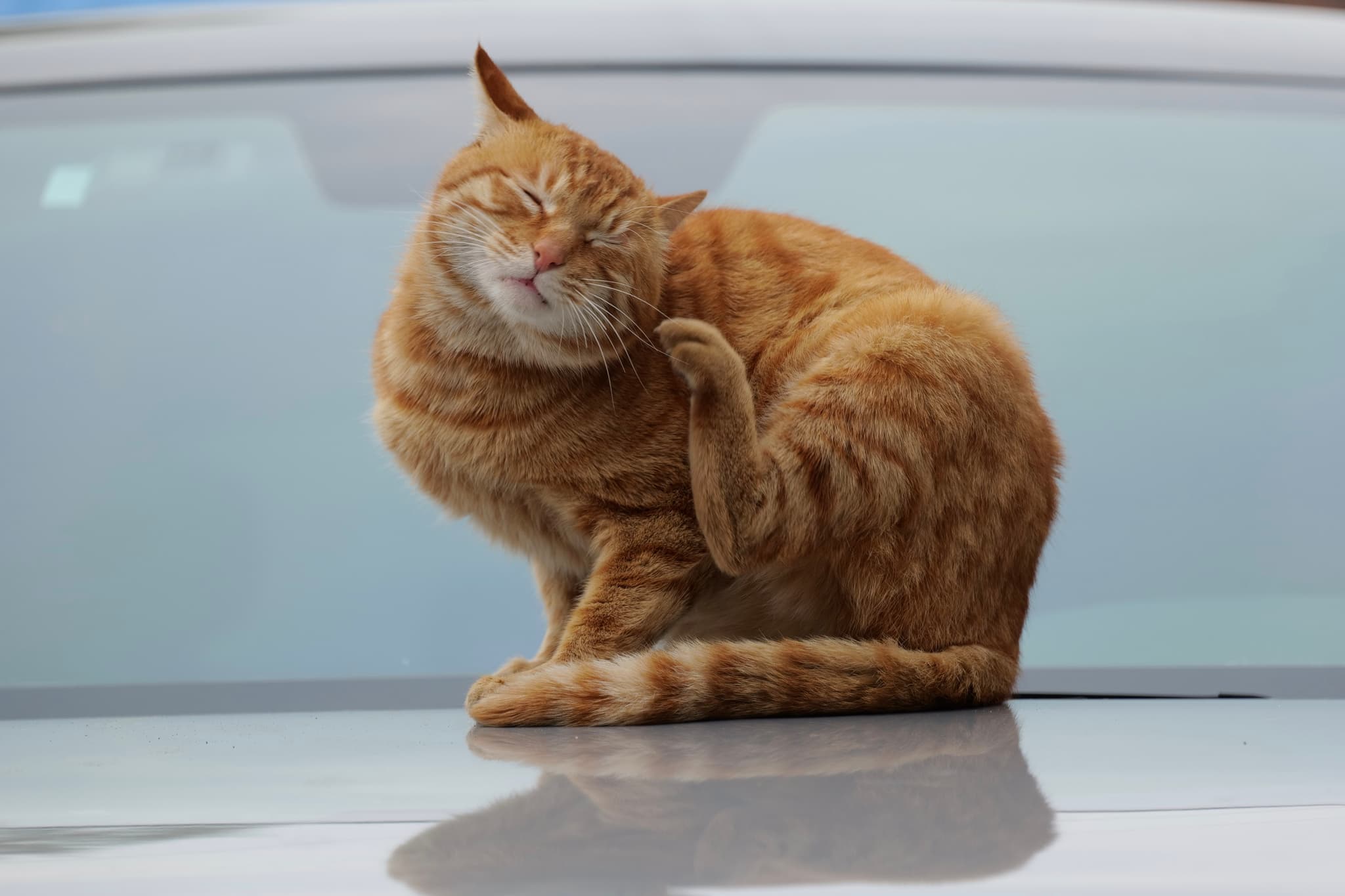 橘猫