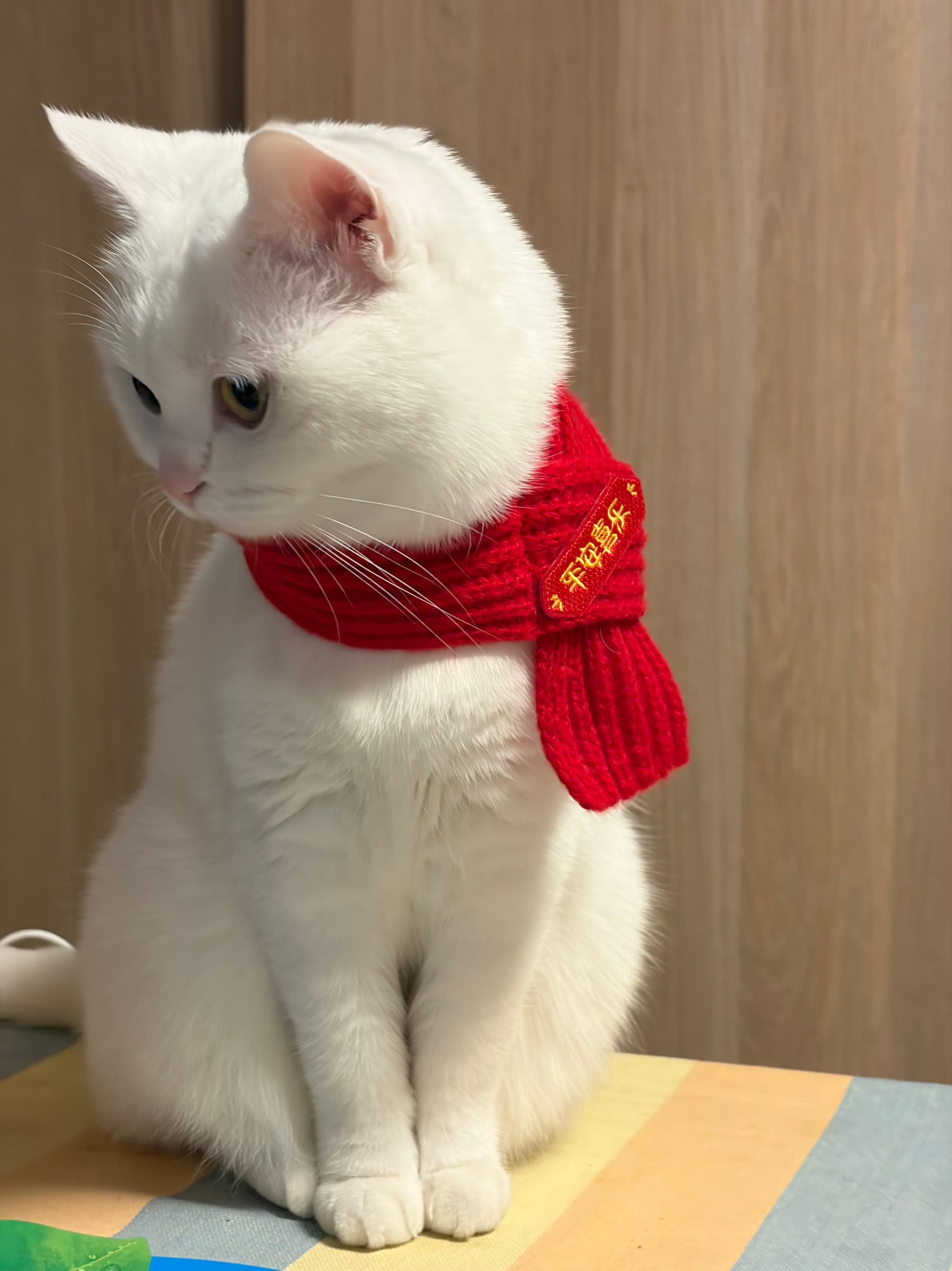 猫咪带围脖